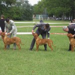 Eulogia 11 Meses - Bs As Kennel 20-03-10 K